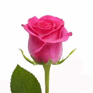 Rosa Rosa Preservada