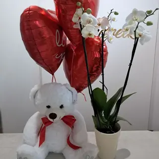 Storczyk w doniczce ceramicznej+miś+3 balony z helem