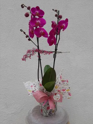 Orquídea Rosa Morada