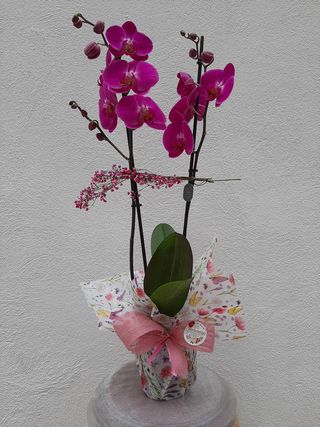 Orquídea Rosa Morada