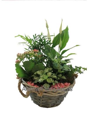 Cesta Plantas Bahamas 