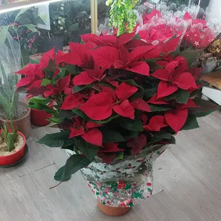 Stella di Natale solo alberello grande 80 m bellissima durano tantissimo