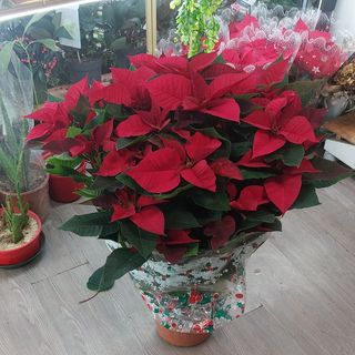 Stella di Natale solo alberello grande 80 m bellissima durano tantissimo