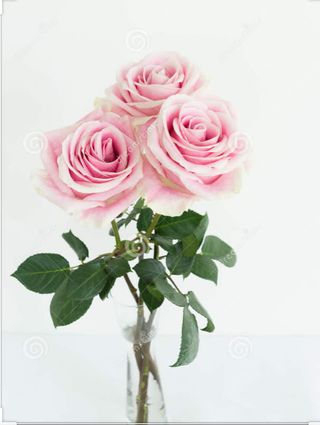 3 rose rosa confezionate