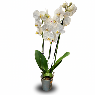 Biała orchidea premium 3-pędowa