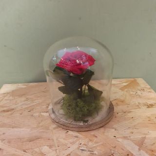 Cúpula De Rosa Presevada, Una Rosa