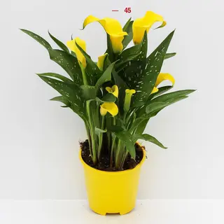PIANTA CALLA