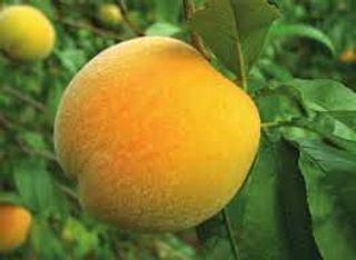 Melocoton Embol 500 Gr