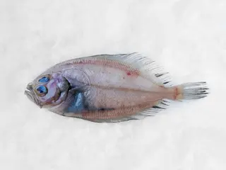Patarača 1- Arnoglossus laterna MSF