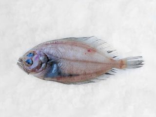 Patarača 1- Arnoglossus laterna MSF