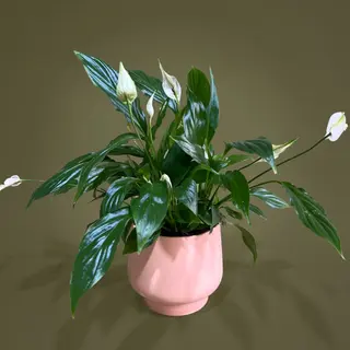 Spathiphyllum cu ghiveci de ceramica