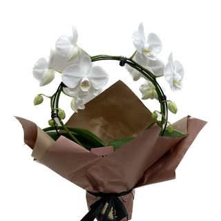 Phalaenopsis cerc alb