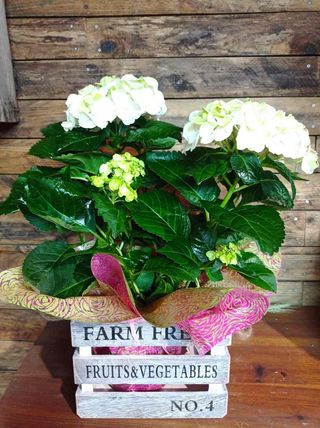 1 Planta de horténsia blanca o color rosa en una caja