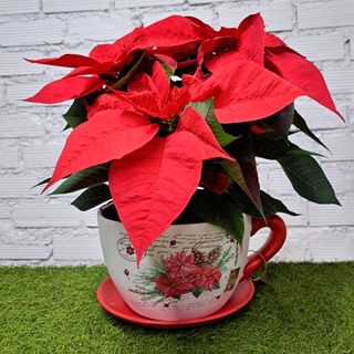 Taza de poinsettia