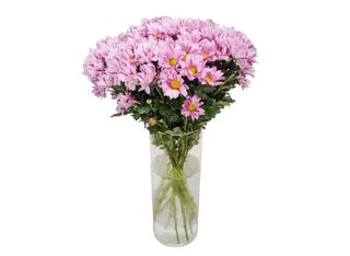 9 Хризантеми, Розови | 1 pieces