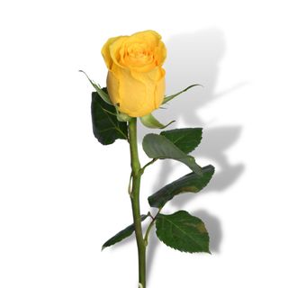 Žuta ruža