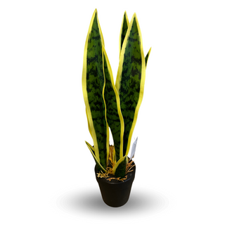 Sanseveria w doniczce