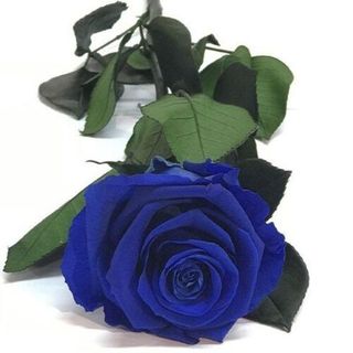 Rosa Eterna Azul
