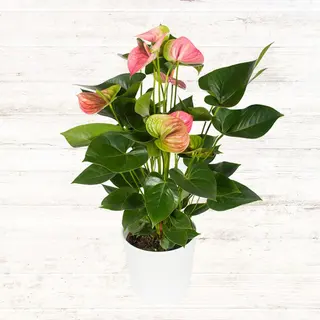 Anthurium różowe 