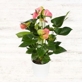 Anthurium różowe 