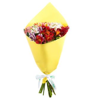 Alstroemeria colorată