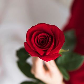 Una rosa roja decorada
