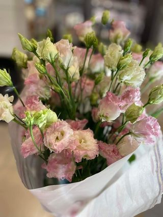 7szt - eustoma różowa