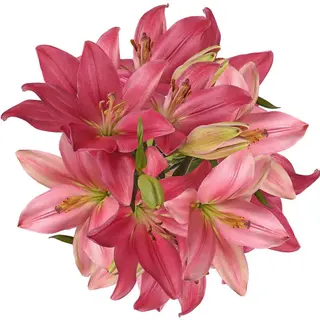 Ramo Lilium Rosa