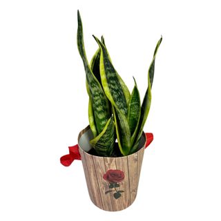 Planta Sansevieria ( Planta Sarpe )