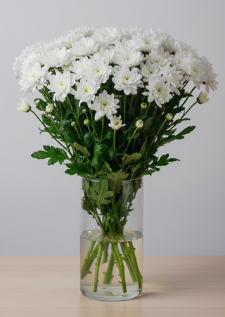 Хризантема біла сорту Балтика