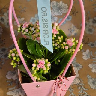 Kalanchoe in ghiveci