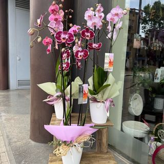 ORQUÍDIA amb test ceràmica