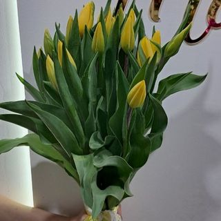 Bukiet żółtych tulipanów