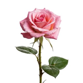 Rosa cor de rosa 
