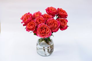 Róze Ekwadorskie (kształt piwonii) 7 szt