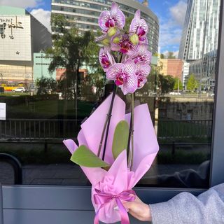 02-1 Storczyk Phalenopsis