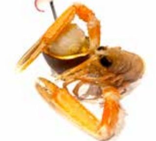 170 Scampi passion fruit * - 1 pezzo