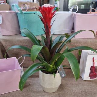 Guzmania