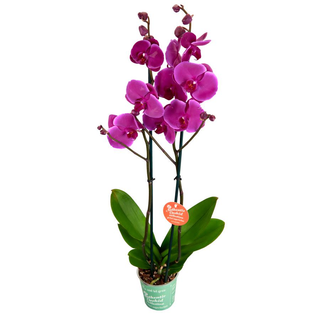 Orquídea Rosa oscura