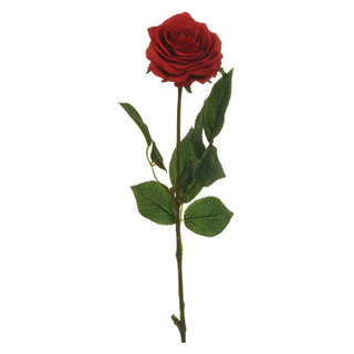 Rosa rossa con confezione
