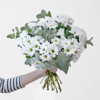 Ramo de Margaritas Blancas