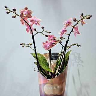 Orquídea que Perfuma - Elegancia Floral con Aroma