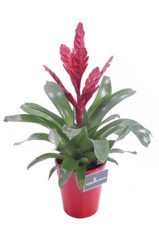 Vriesea Rosso