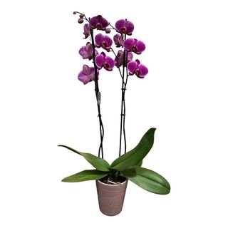 Pianta  phalaenopsis                                                 