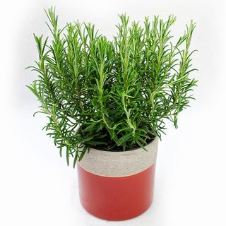 Rozmarin - Planta Aromatica (Rosmarinus officinalis)