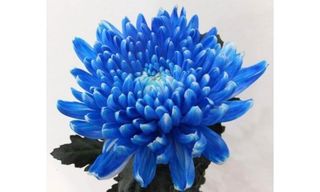 თურქული ქრიზანთემა ლურჯი 1 ცალი