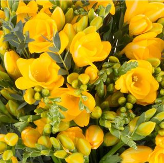 Frezii galbene calitate 1A