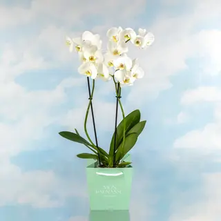 Orquídea Phalaenopsis Blanca