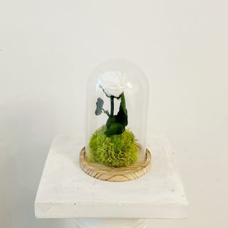 Cúpula de la Bella y la Bestia "Rosa Eterna Blanca" 