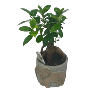 Bonsai mini cu vas ceramic